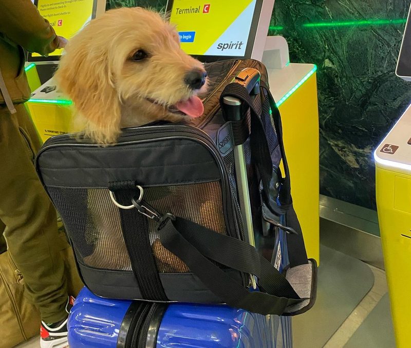 A dog in an IATA-compliant travel crate before a flight