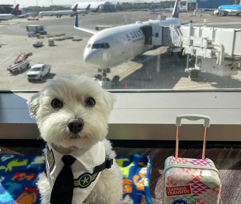 A small dog ready for travel at the terminal