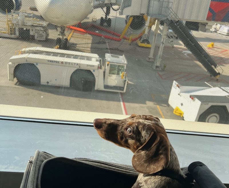 A dog looking out of a window before an international relocation